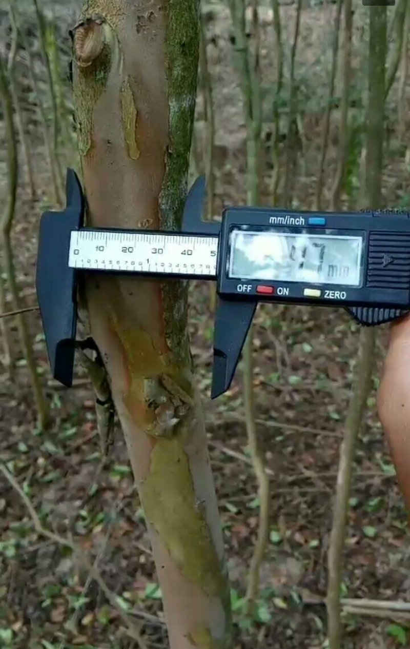 大红紫薇