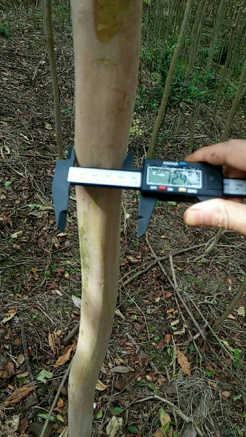 大红紫薇