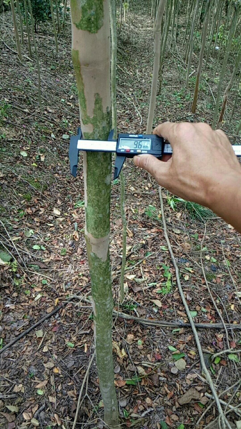 大红紫薇