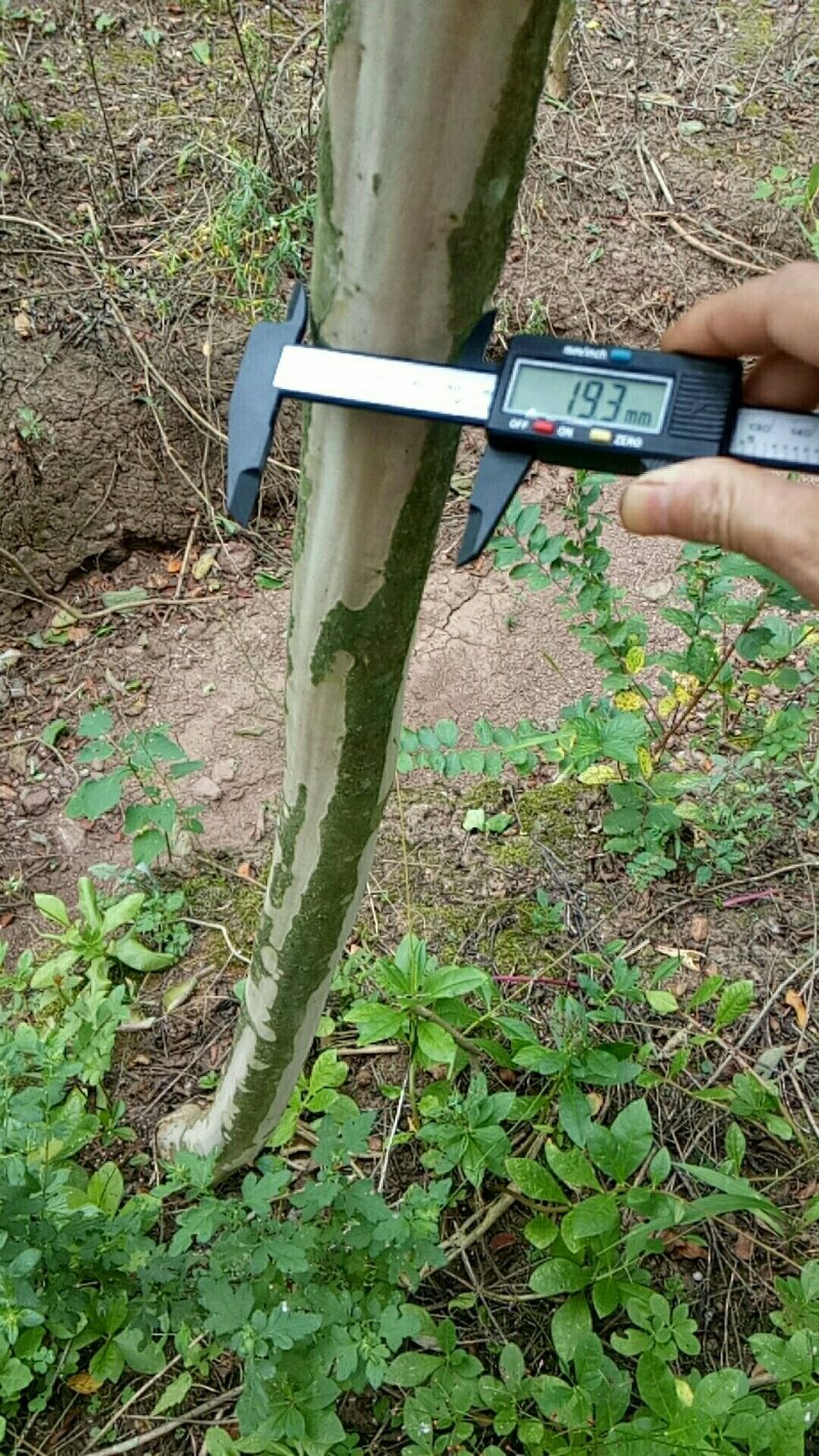 大红紫薇