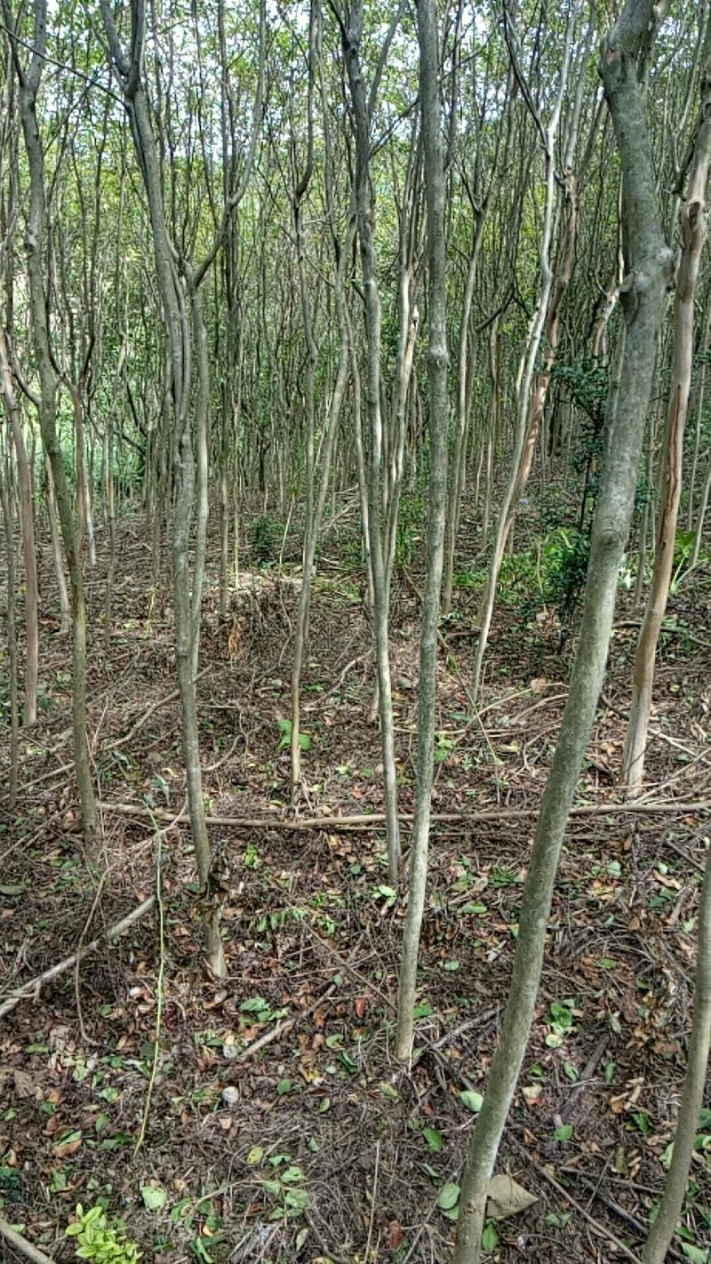 大红紫薇