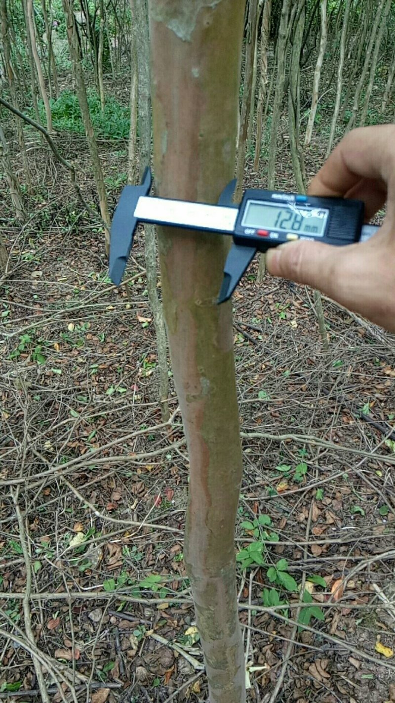 大红紫薇