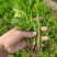 法国皇后芹菜苗，全国发货、诚信经营，包成活率、包质量。