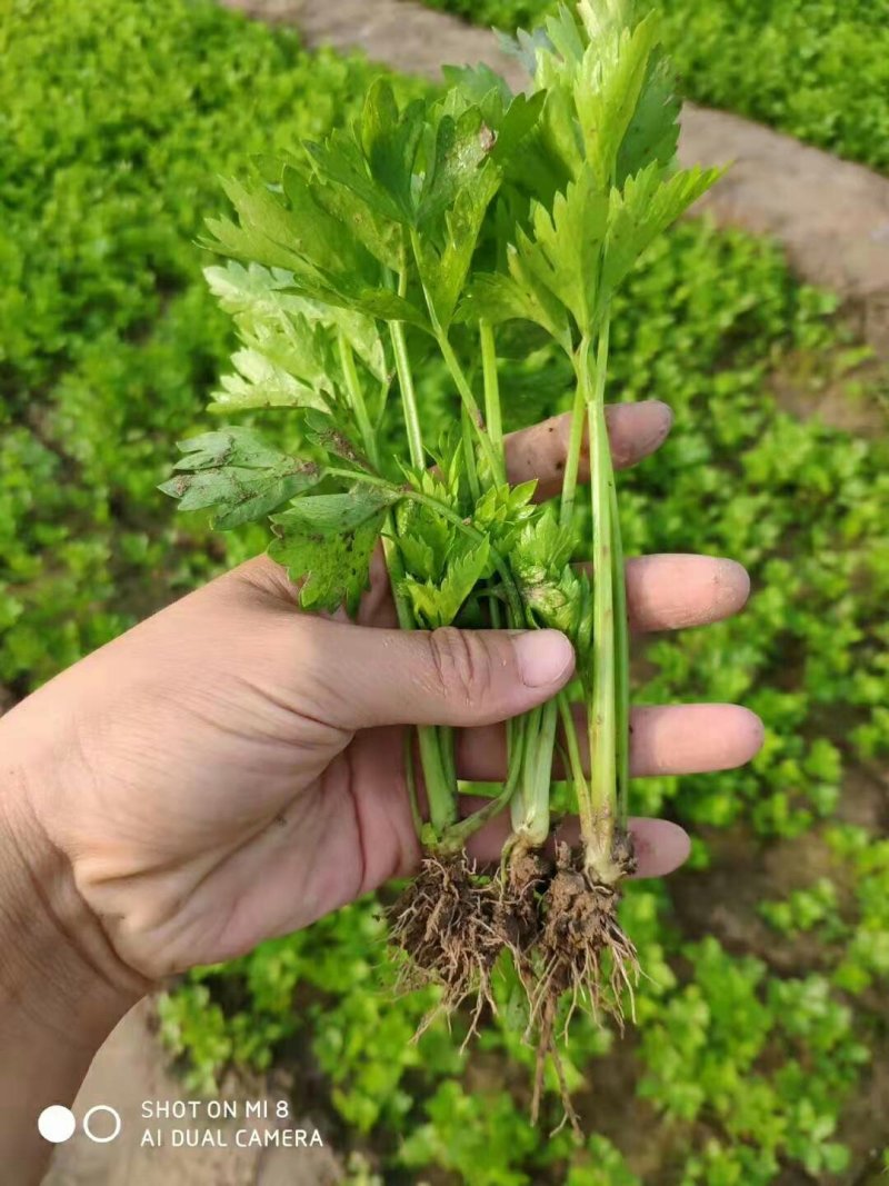法国皇后芹菜苗，全国发货、诚信经营，包成活率、包质量。