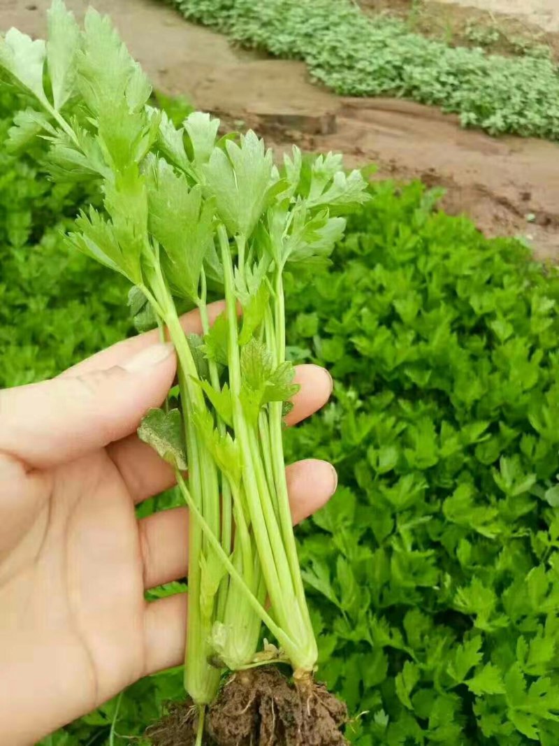 法国皇后芹菜苗，全国发货、诚信经营，包成活率、包质量。