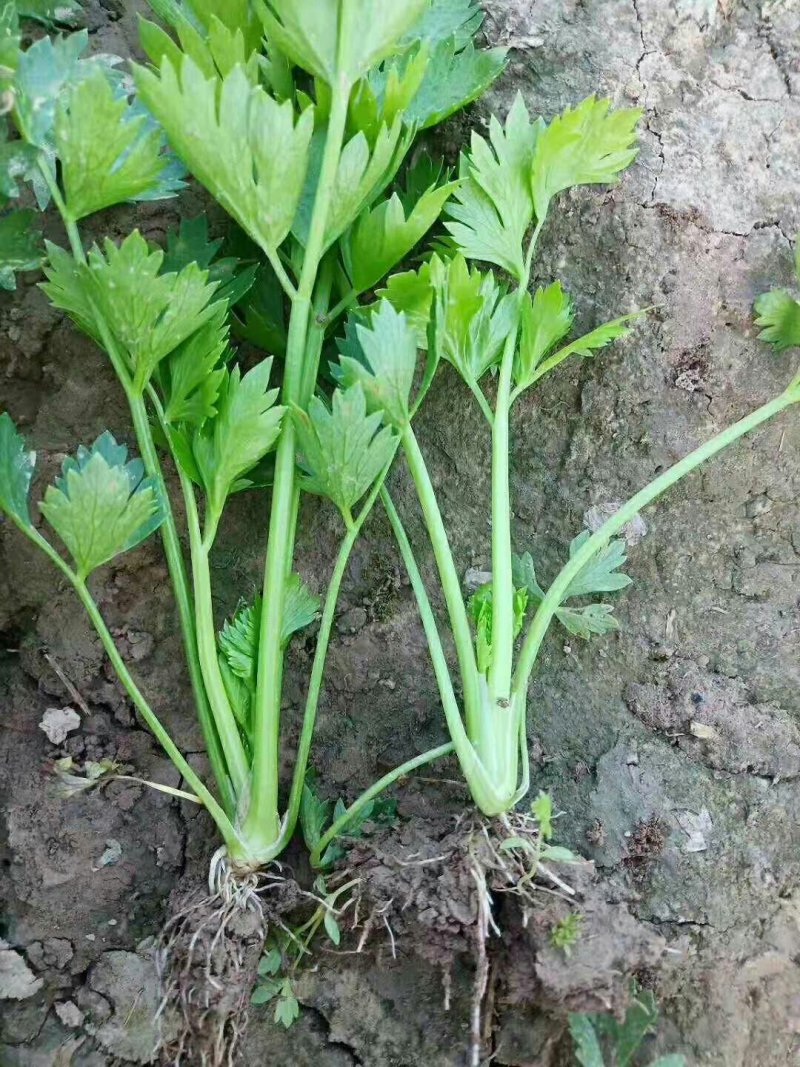 法国皇后芹菜苗，全国发货、诚信经营，包成活率、包质量。