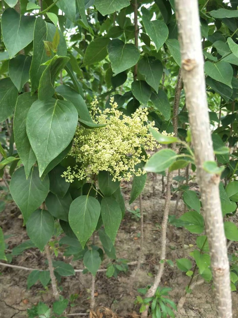 黄花丁香，接穗。爆马丁香小苗