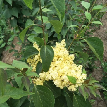 黄花丁香，接穗。爆马丁香小苗