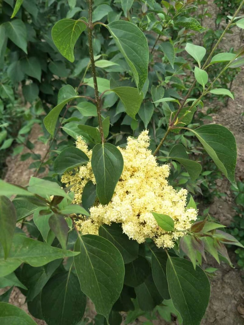 黄花丁香，接穗。爆马丁香小苗