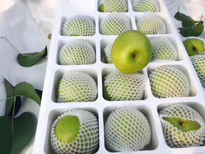 黄金梨