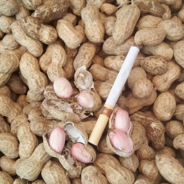 2025年鲁花鲜花生正式上中高端任你选！要好货，找金群