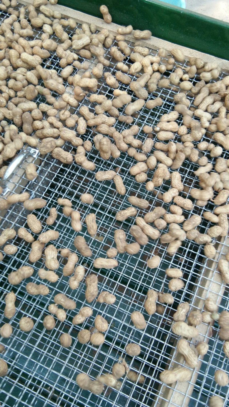 2025年鲁花鲜花生正式上中高端任你选！要好货，找金群