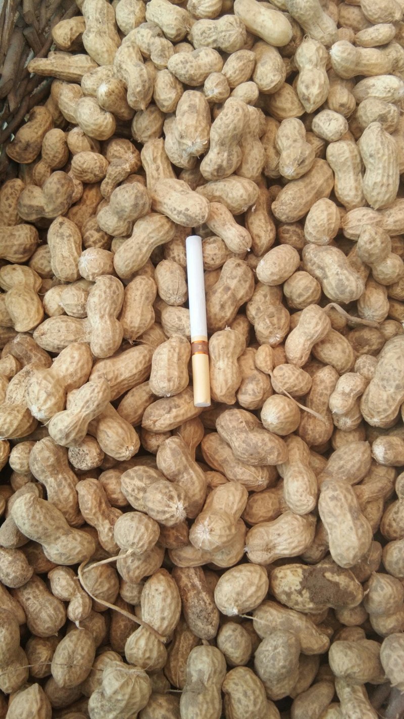 2025年鲁花鲜花生正式上中高端任你选！要好货，找金群