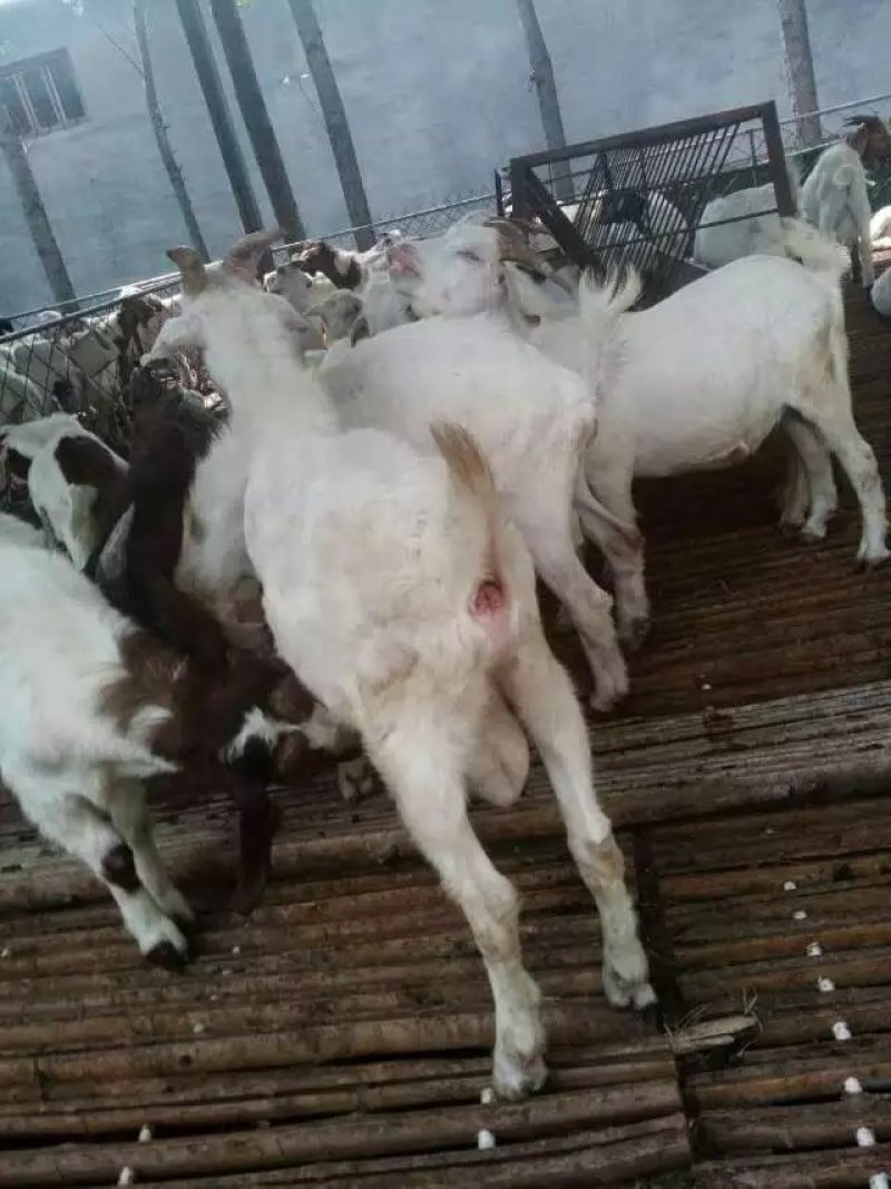 活山羊活绵羊活牛活驴活马活骆驼