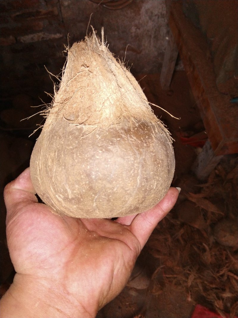 越南精品打磨椰子，可预开口