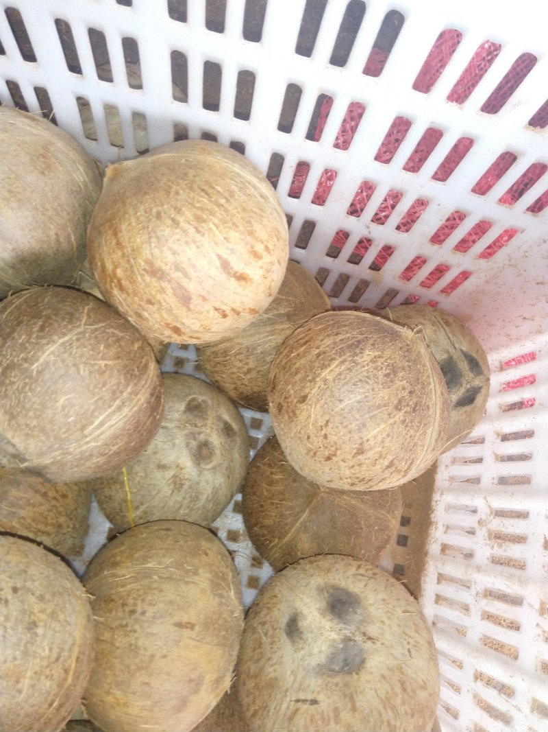 越南精品打磨椰子，可预开口