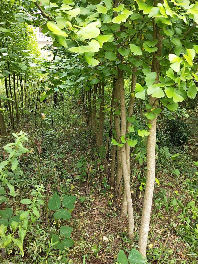 银杏树5-6公分，处理了
