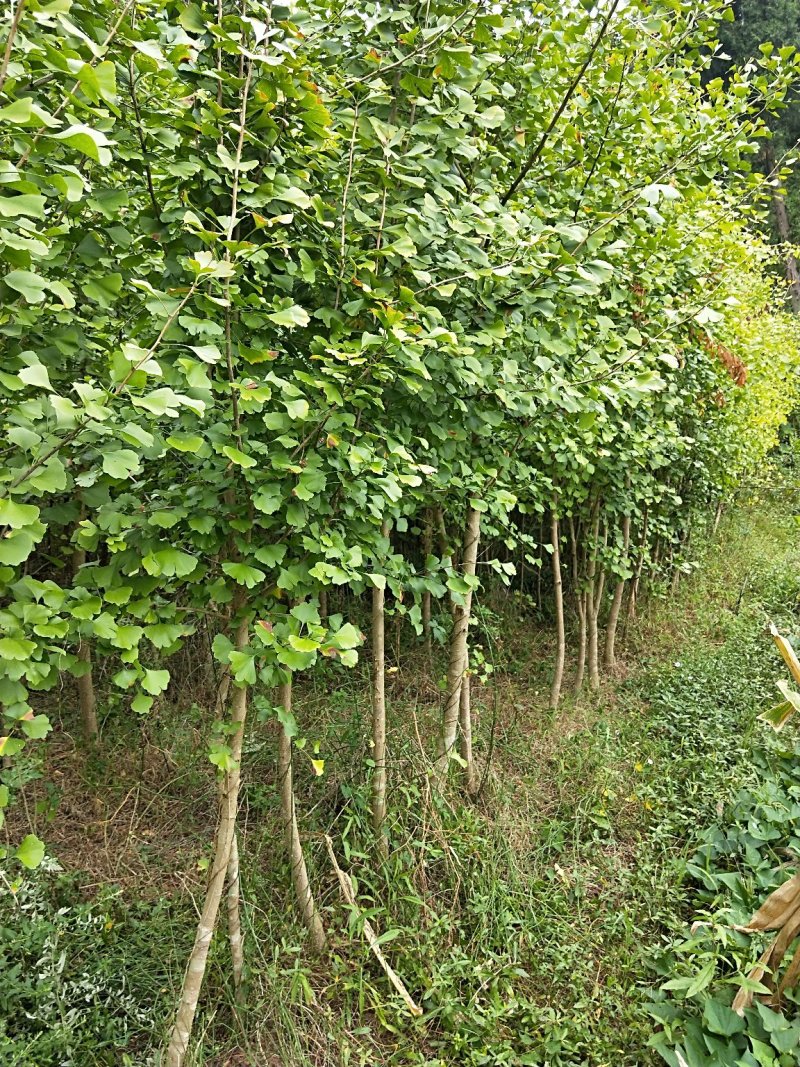 银杏树5-6公分，处理了