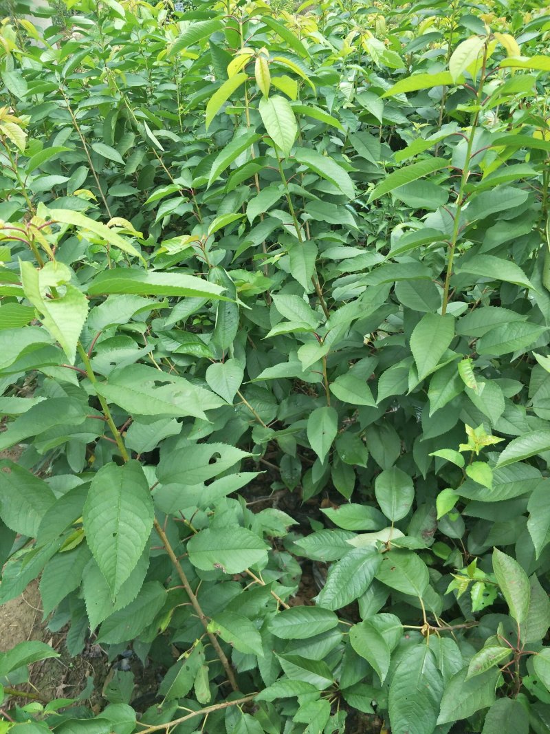 车厘子大樱桃红灯，美早，黑珍珠品种保证质量保证