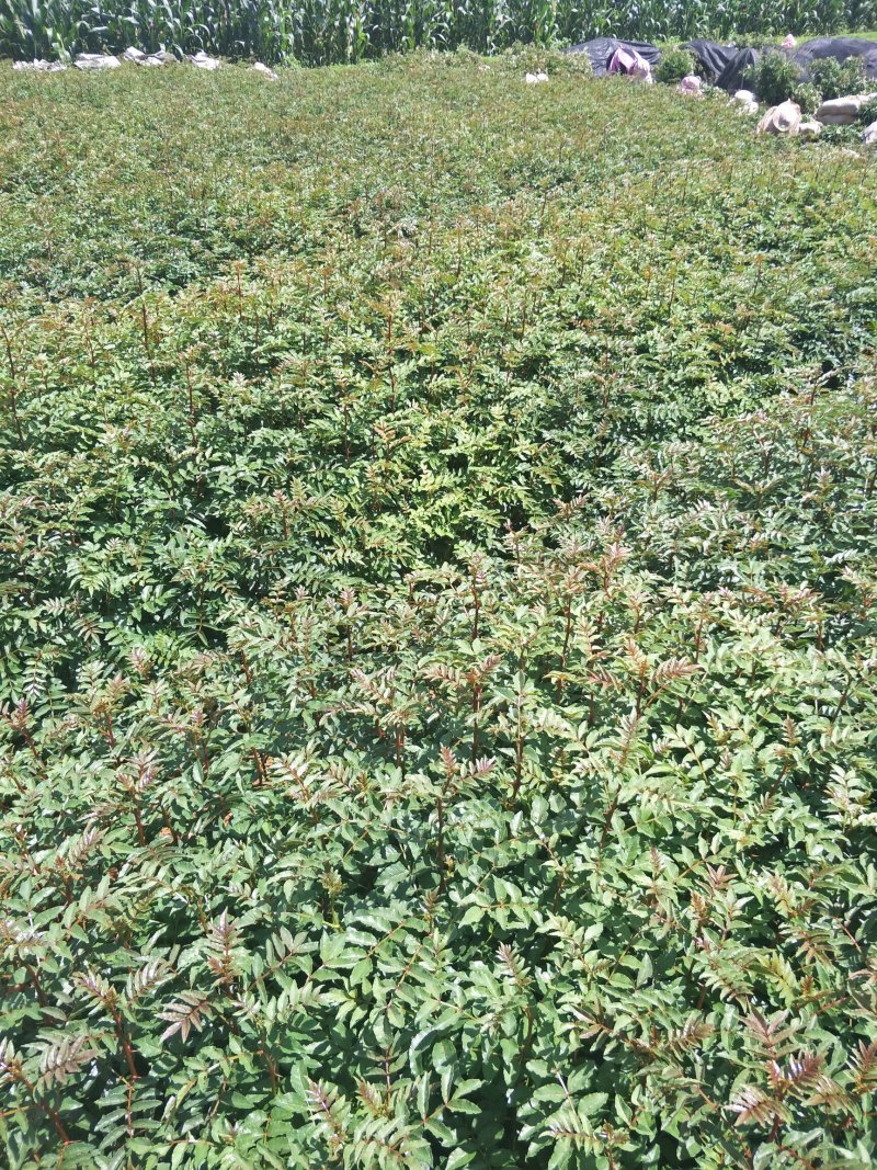 红花椒苗，大红袍花椒苗，产地一手货源，质量保证