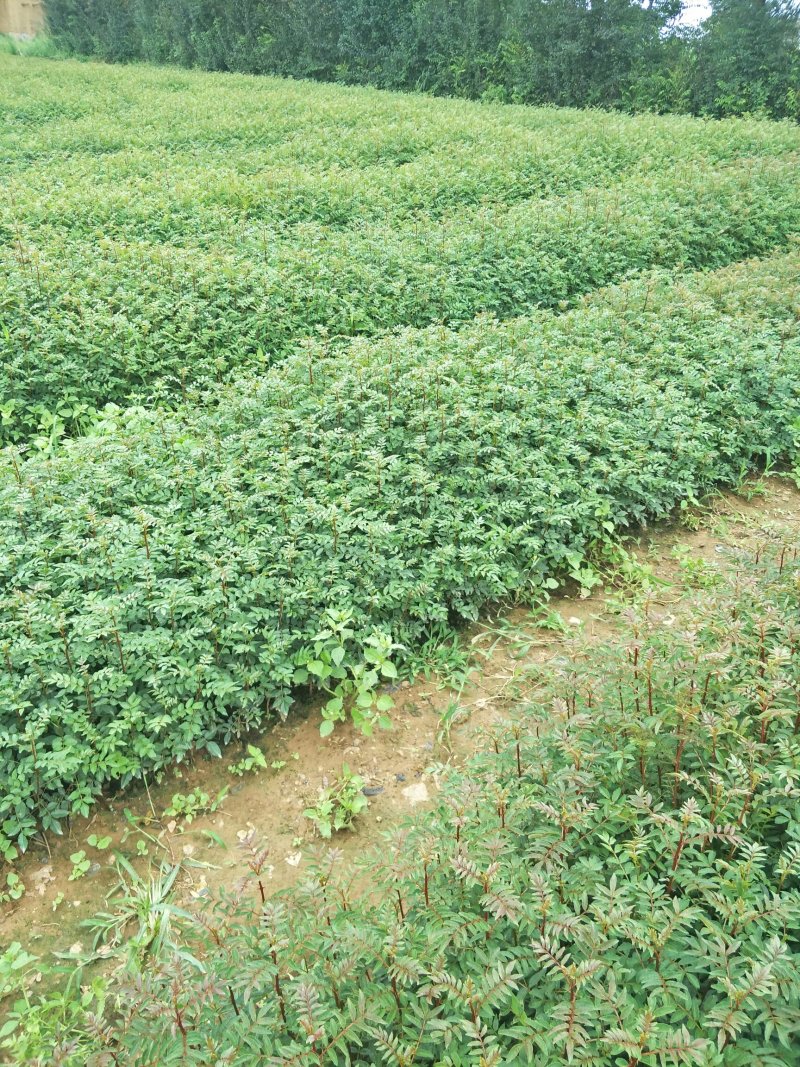 红花椒苗，大红袍花椒苗，产地一手货源，质量保证