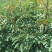 红花椒苗，大红袍花椒苗，产地一手货源，质量保证