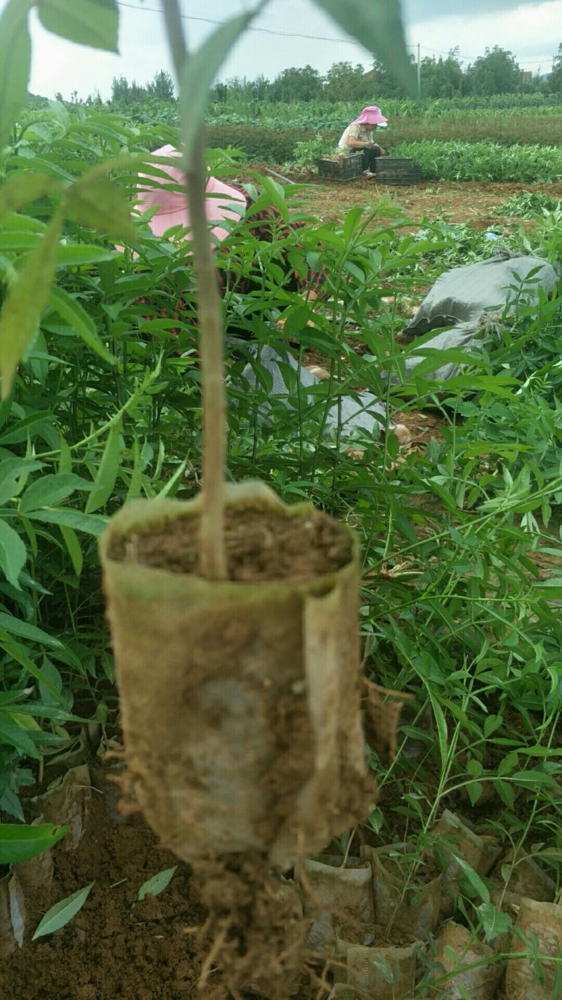 九叶青花椒苗青花椒苗。品种保证质量保证技术指导证照提供