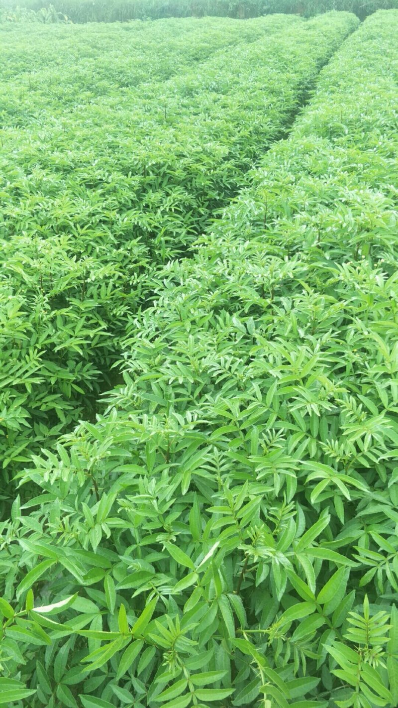 九叶青花椒苗青花椒苗。品种保证质量保证技术指导证照提供
