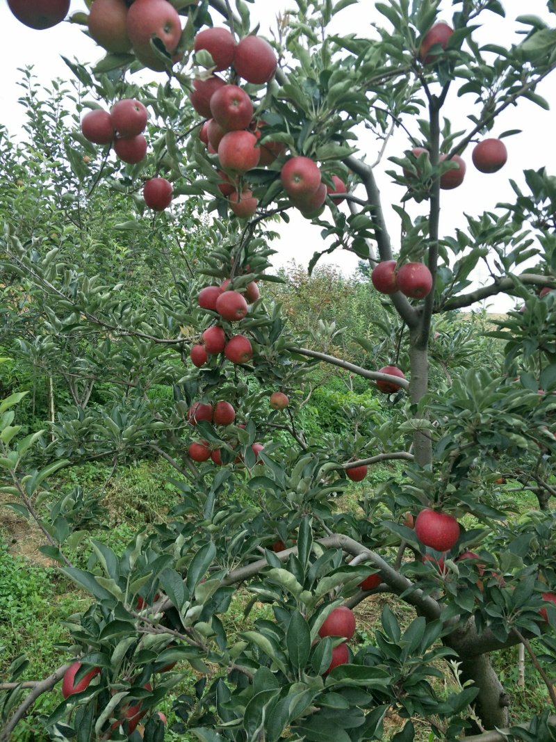 嘎啦苹果苗，马龙苹果🍎苗，龙威苹果苗，龙嘎苹果树苗。