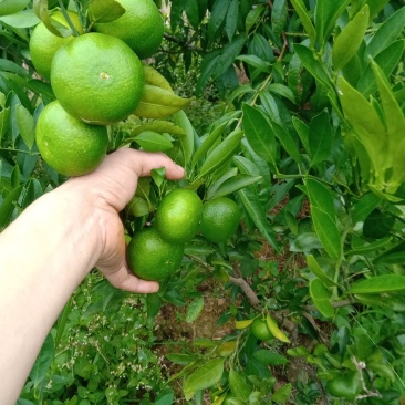 东江湖蜜桔大量上市