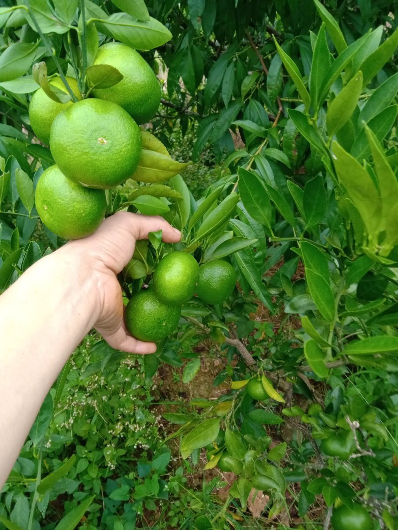 东江湖蜜桔大量上市