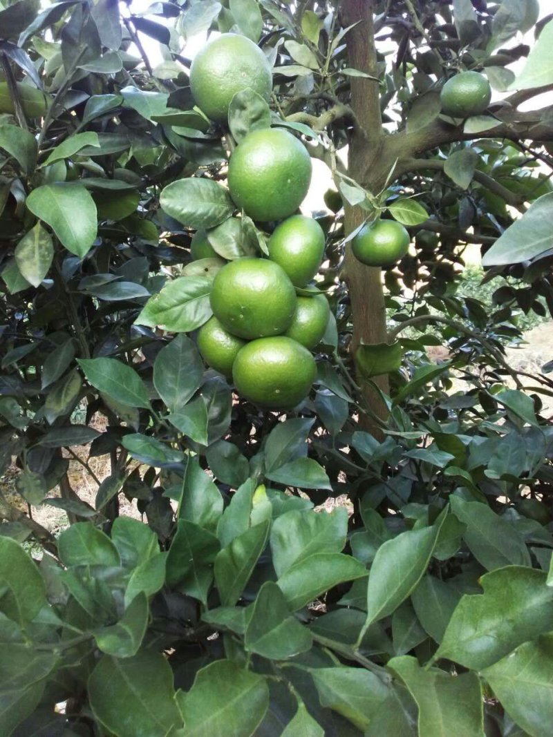 东江湖蜜桔大量上市