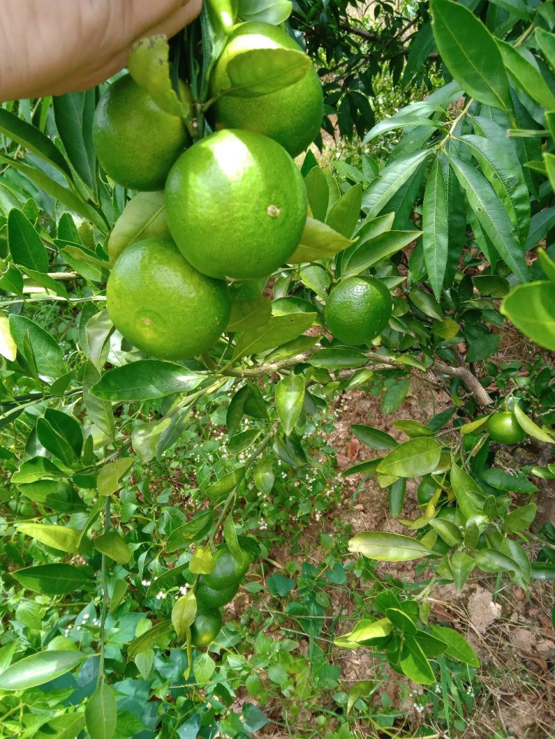 东江湖蜜桔大量上市
