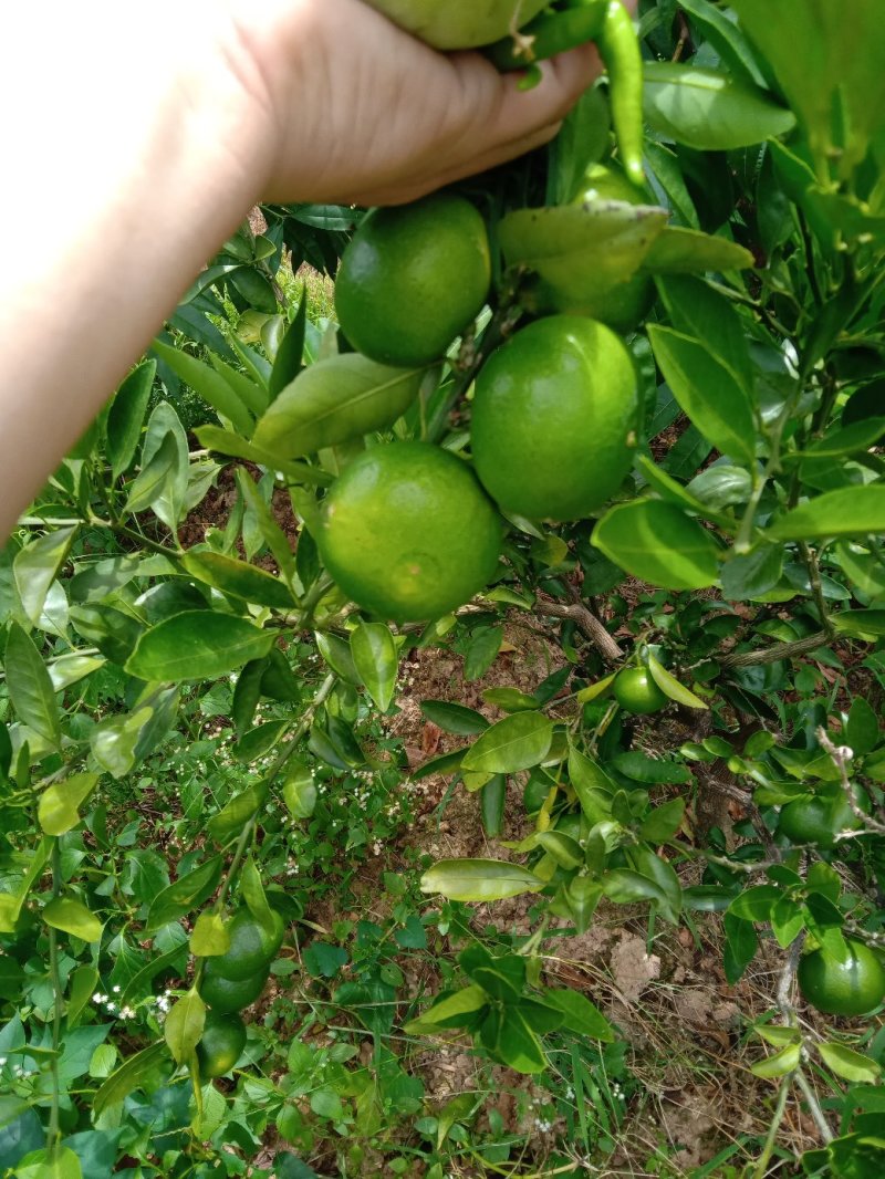 东江湖蜜桔大量上市