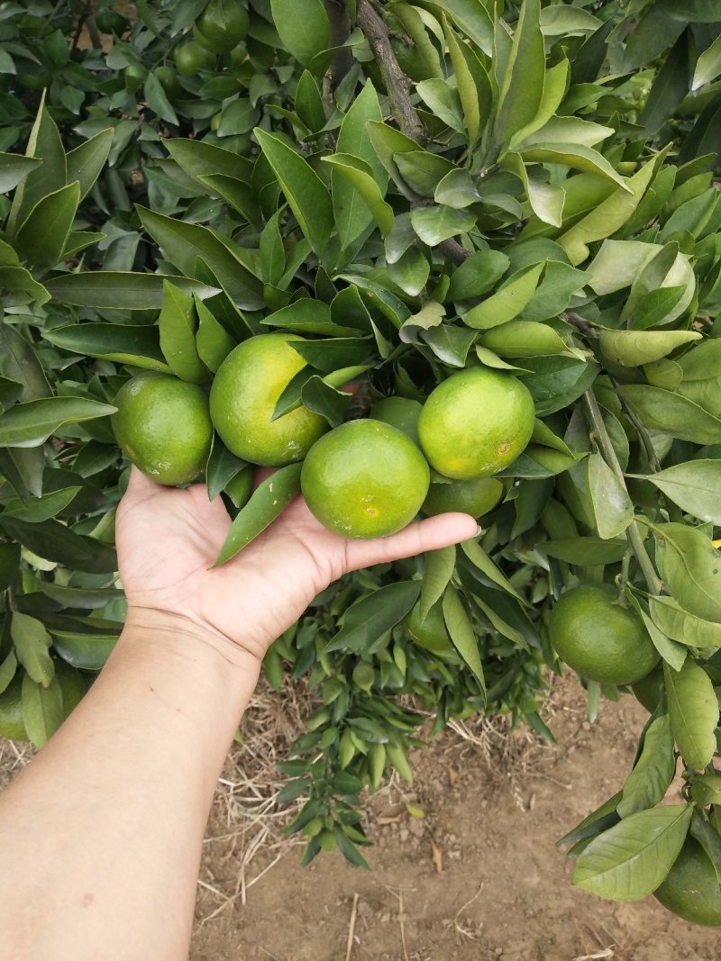 东江湖蜜桔大量上市