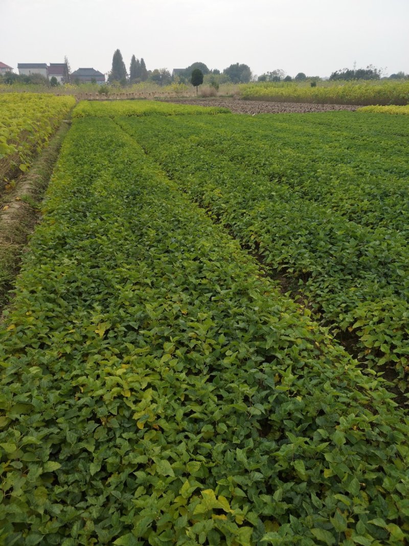 桑树苗实生苗蛋白桑（动物饲料桑基地直供现挖发货）