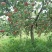 嘎啦苹果苗，马龙苹果🍎苗，龙威苹果苗，龙嘎苹果树苗。