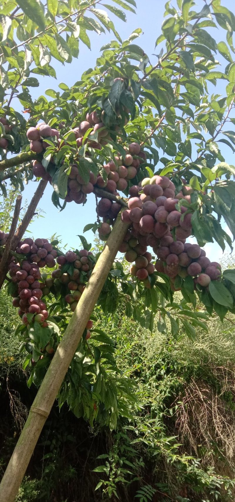 花椒，花椒油，小脆红