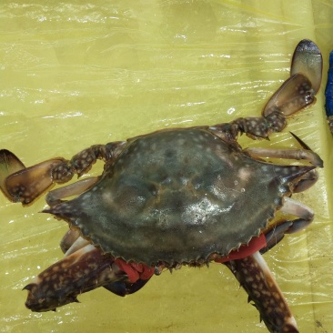 梭子蟹