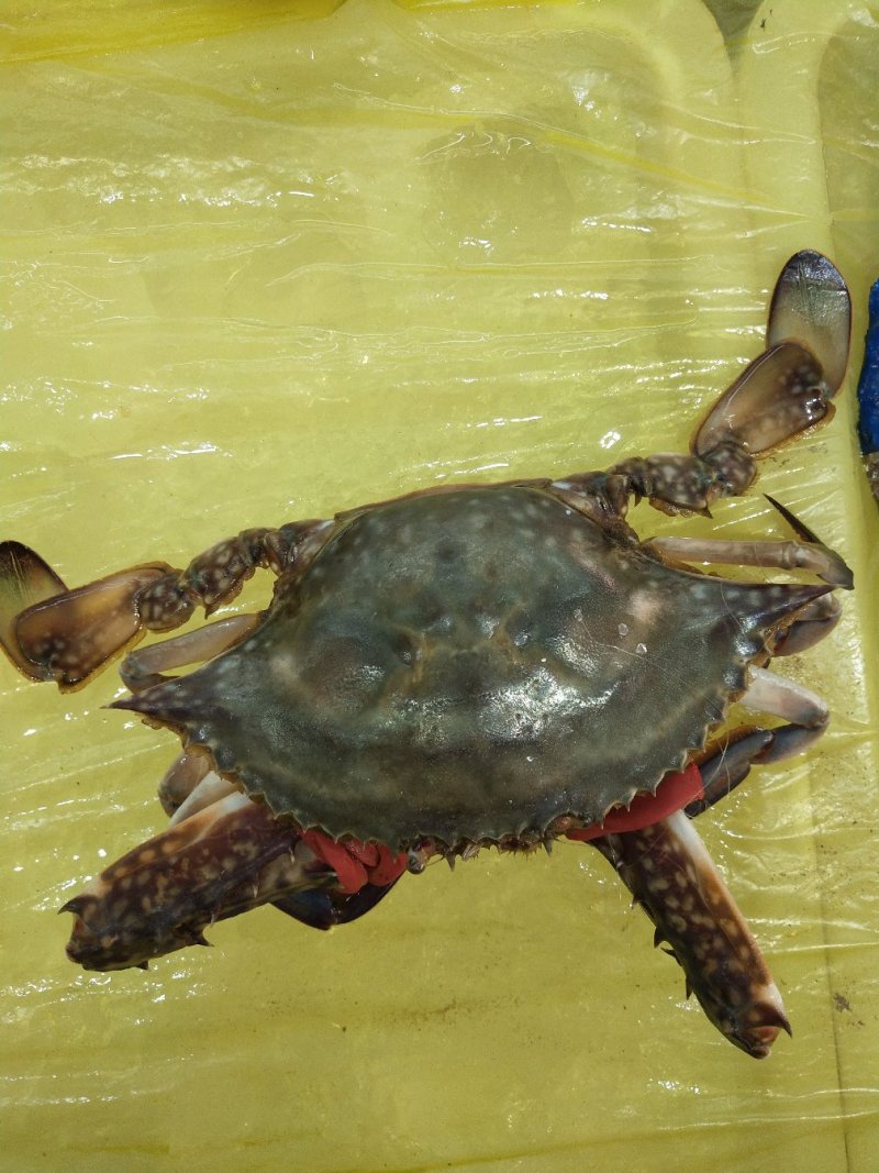 梭子蟹