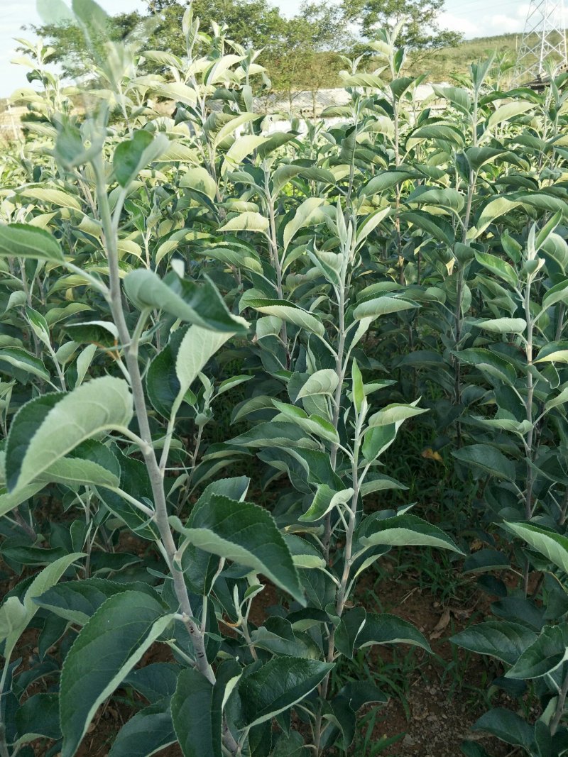 云南苹果苗红露苹果苗华硕苹果苗基地发货品种保证