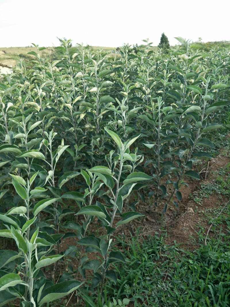 云南苹果苗红露苹果苗华硕苹果苗基地发货品种保证