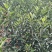 云南苹果苗红露苹果苗华硕苹果苗基地发货品种保证