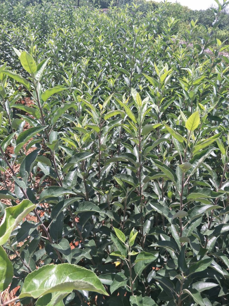 云南苹果苗红露苹果苗华硕苹果苗基地发货品种保证