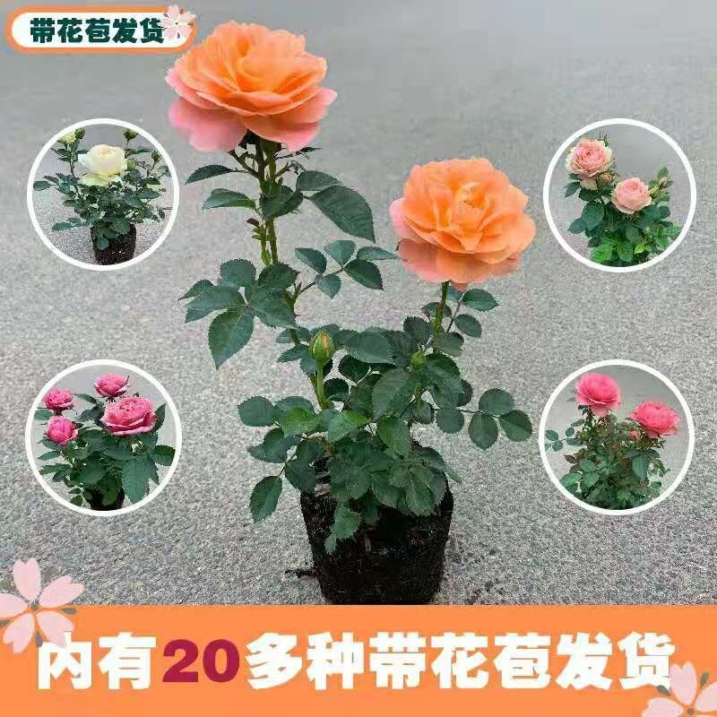 （热销）大花月季带盆带花苞发货自家苗莆现挖现卖包成活