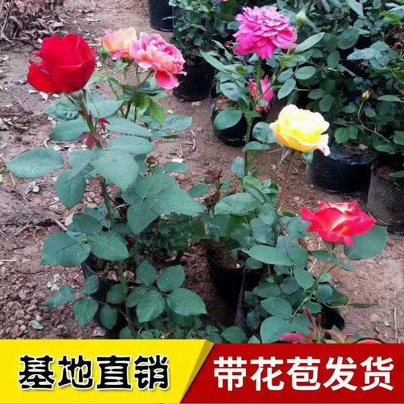 （热销）大花月季带盆带花苞发货自家苗莆现挖现卖包成活