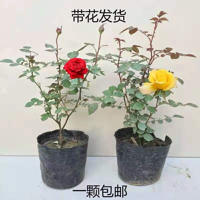 （热销）大花月季带盆带花苞发货自家苗莆现挖现卖包成活