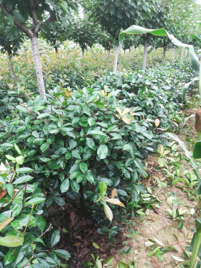 石楠球，榆叶梅，丁香，木槿