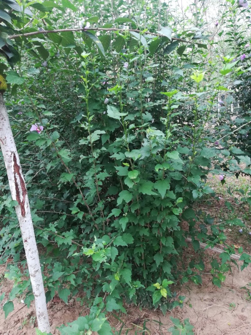 石楠球，榆叶梅，丁香，木槿