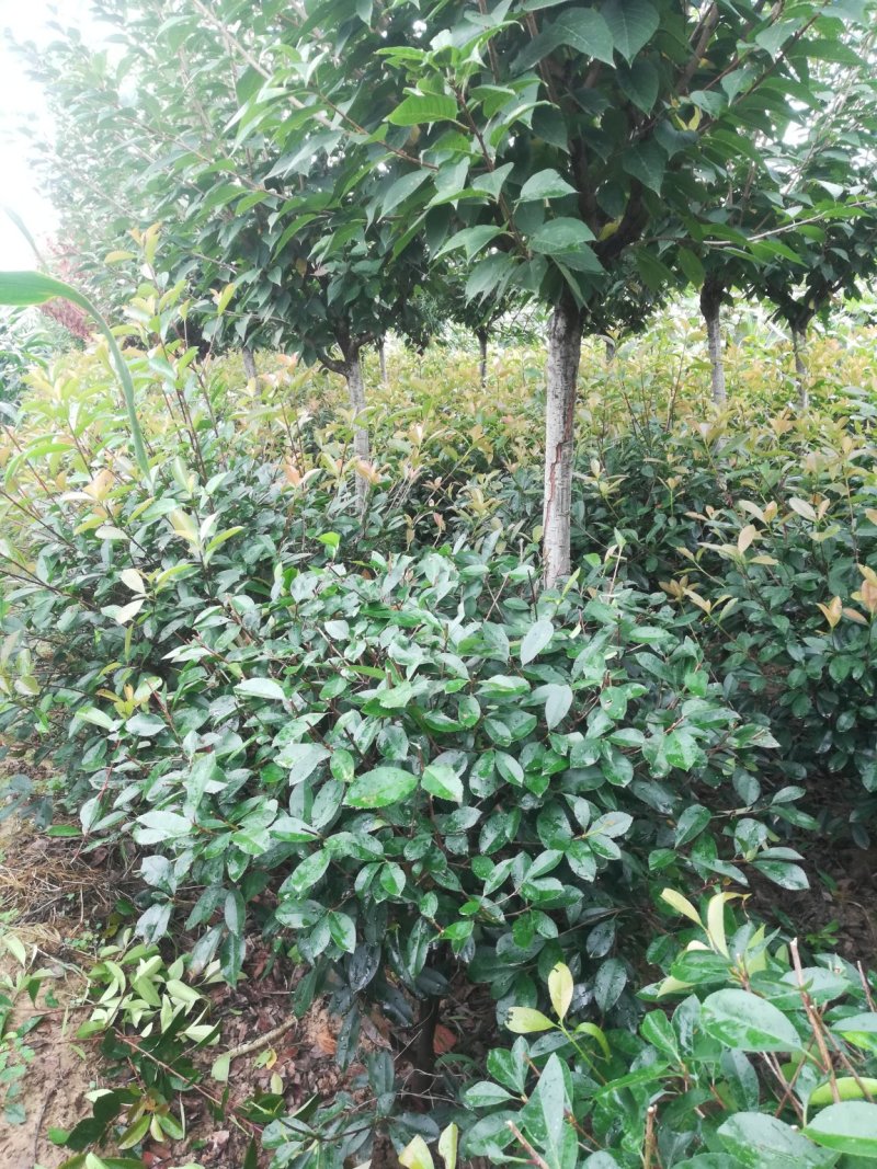 石楠球，榆叶梅，丁香，木槿
